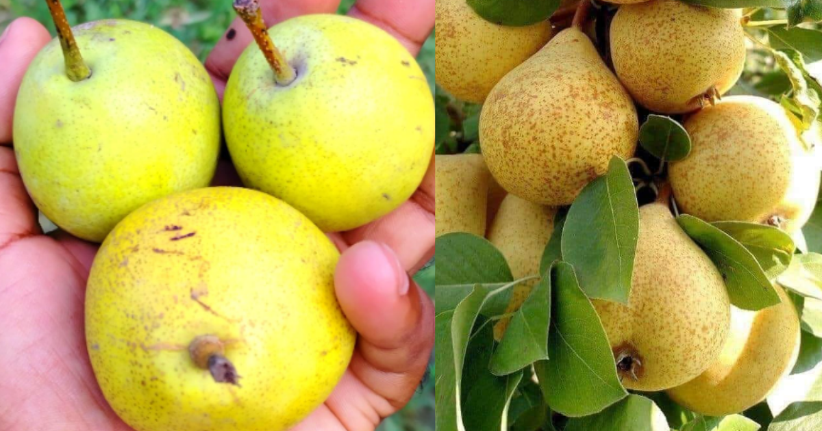 ayurveda-health-nashpati-khane-ke-fayde-hindi